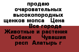 продаю очаровательных высокопородных щенков мопса › Цена ­ 20 000 - Все города Животные и растения » Собаки   . Чувашия респ.,Алатырь г.